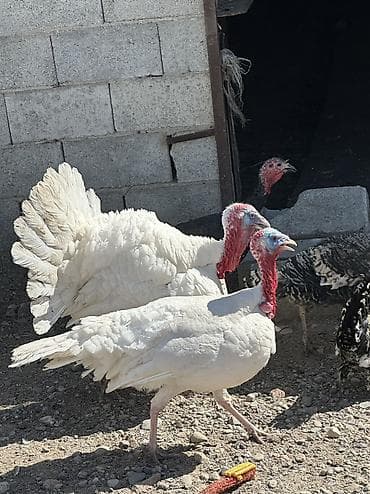 кролик купить декоративный: Самки и самцы — 3