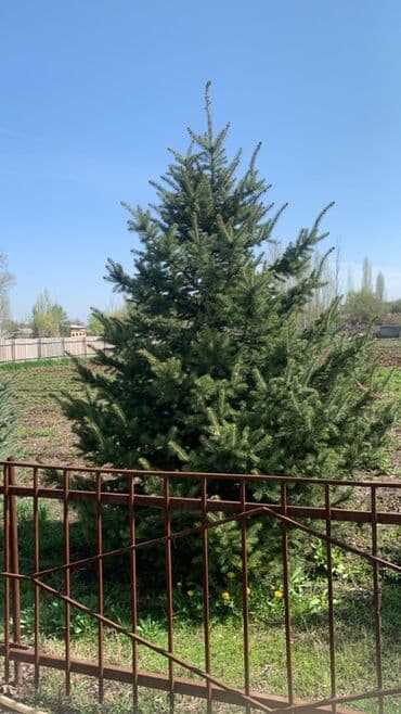 стол с книжным шкафом: Саженцы деревьев: Ели, Самовывоз — 1