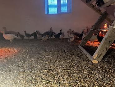 уй боос: Продаю | Индюшата | Полукровка, Черный принц — 4