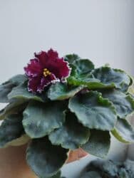 искусственные цветы бишкек инстаграм: Продаю фиалки есть детки — 6