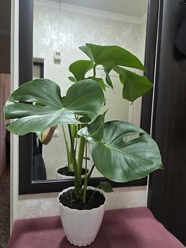 Монстера делициоза (Monstera deliciosa) в горшке - Эффектное