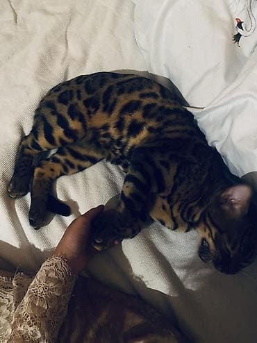 Бенгальская, 2 года, Мальчик, Кастрирована, Приучена к лотку