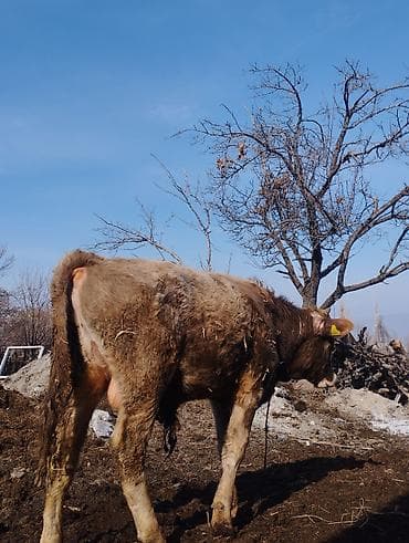 Грызуны: Продаю | Бык (самец) | Полукровка | На откорм | Привязанные — 2