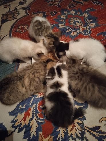 ОТДАМ КОТЯТ И КОШЕК,здоровые, ЧИСТЫЕ,помогите пожалуйста кто не может — 6