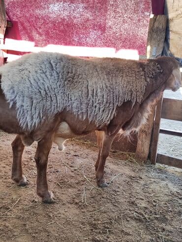 продаю ячмен: Продаю | Баран (самец) | Для разведения — 1