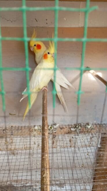 хомяк домашний купить: Пара неразлучников синей окраски дельфин Описание: - Окрас — 9