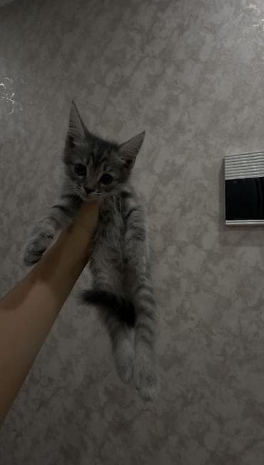 породистая: Продаются котята 🐱🤍Ош Возраст — 2 месяца. Метисы британца. Есть серые — 2
