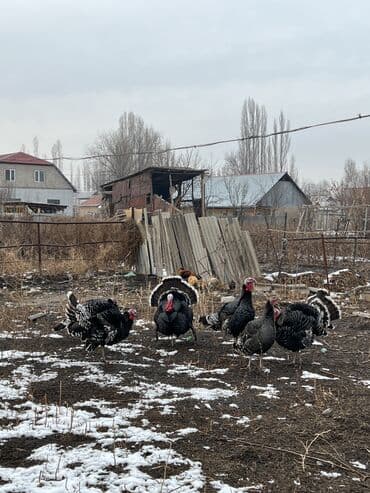 Зоотовары: Продаю | Индюк (самец) — 4