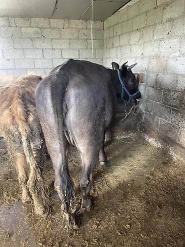 кошки на обувь: Продаю | Тёлка | Швицкая | На забой, Для молока — 6