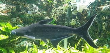 компрессор для аквариума бесшумный купить: За штуку 2000 сом Пангасиус (акула-катфиш) для аквариума Описание — 3