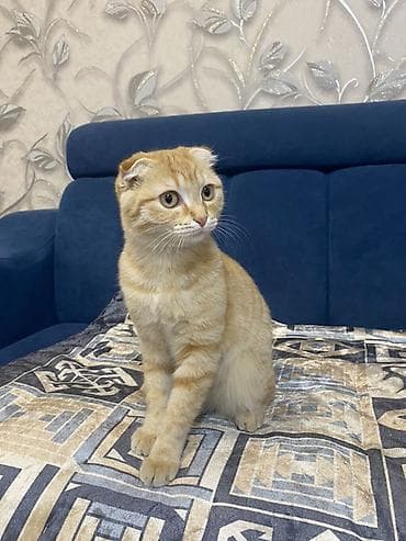 Шотландский вислоухий котёнок, окраса рыжий табби. домашний котенок