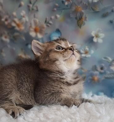 американская жесткошёрстная кошка: Скотиш Страйт (Шотландская прямоухая), 2 месяца, Мальчик, Приучена к лотку, Проглистована — 7