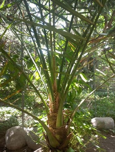 сколько стоят гипсофилы: Продается финиковая пальма Высота 1,5метра Цена 5 000 сом Рабочий — 2