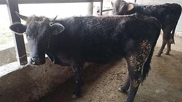 Куры, петухи: Продаю | Тёлка | На откорм | Привязанные — 2