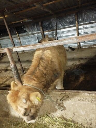 продажа кормов для сельскохозяйственных животных: Продаю | Бык (самец) | На откорм | Привязанные — 4