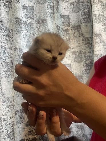 цена вислоухой кошки: Шотландские Котята -бронь . Порода Шотландская скотиш Фолд и страйт — 1
