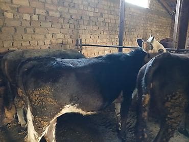 голуби животное: Продаю | Бык (самец) | На откорм | Привязанные — 3