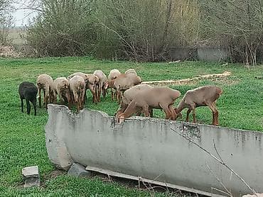 кролики бишкек: Продаю | Ягненок | На забой — 6