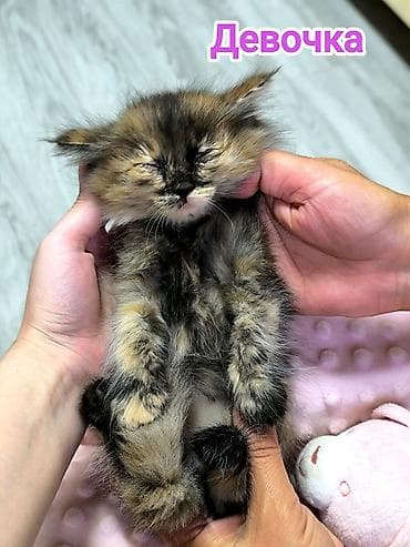 Кошки: Кошка даром: Беспородная, 2 месяца, Мальчик, Приучена к лотку — 4
