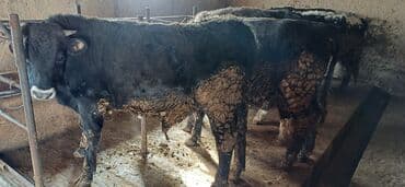 французкий бульдог цена: Продаю | Бык (самец) | На откорм | Привязанные — 7