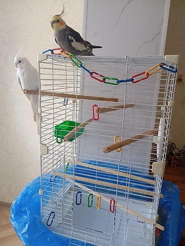 кореллы: Продам корелл с клеткой, самец и — 2