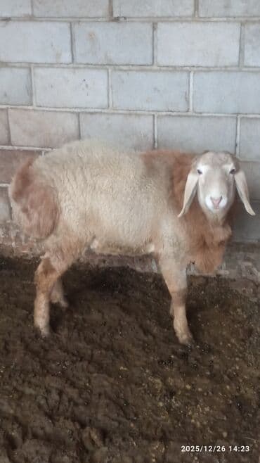 Зоотовары: Продаю | Баран (самец) | Для разведения | Осеменитель — 2