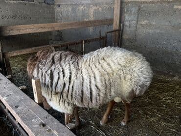 скотный рынок токмок: Продаю | Баран (самец) | Арашан — 6