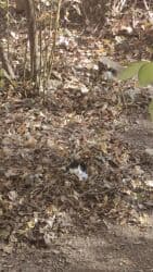 котенок турецкой ангоры: Кошка даром: Беспородная, 5 месяцев, Мальчик — 2