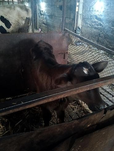 уй сатылат бишкек 2022: Сатам | Бука (эркек) | Ангус | Көбөйтүү үчүн | Жасалма уруктандырылган — 2