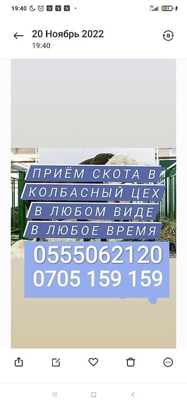 Частное лицо, Колбасный цех : Коровы, быки, Лошади, кони, Другие с/х животные, | Круглосуточно, Любое состояние, Забитый