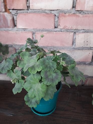 лампы для выращивания растений: Комнатное растение — пеларгония (герань) в горшке. Описание: - — 6