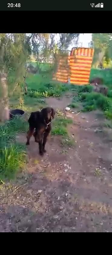 когучкон бишкек: Тайган, 2 жаш, Эркек, Эмделген — 2