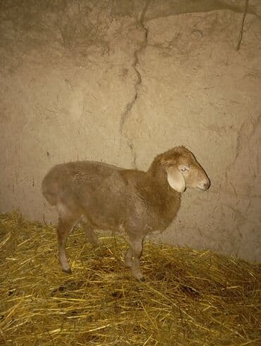 Продаю | Овца (самка) | Для разведения | Ярка