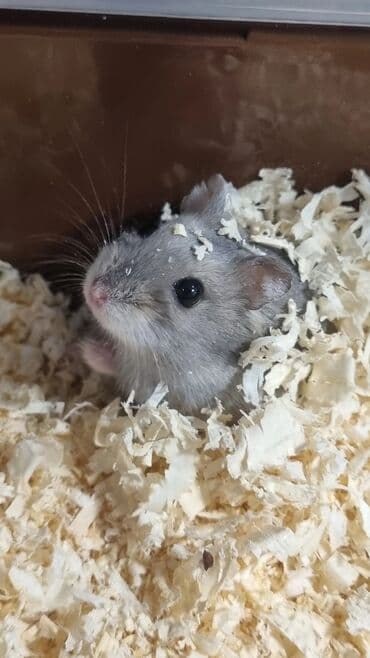Хомяки: Джунгарские хомячки-отличный выбор домашнего питомца,шустрые и — 2