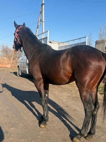 птицефабрика продает кур несушек: Продаю | Конь (самец) | Конный спорт — 5