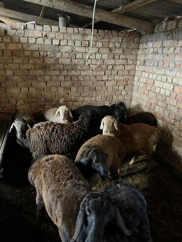 бурский эчки: Козу кочкорлор сатылат — 5