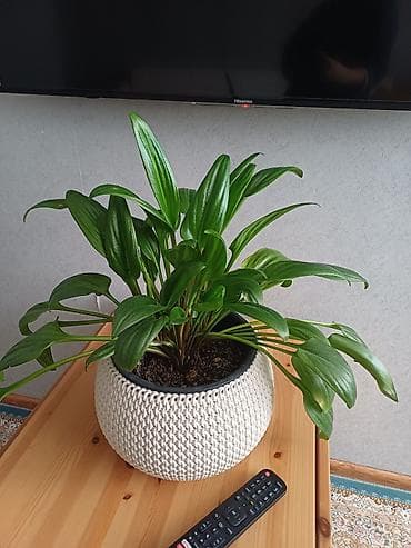 Комнатные растения в горшках 1) Аспидистра (Aspidistra elatior) -