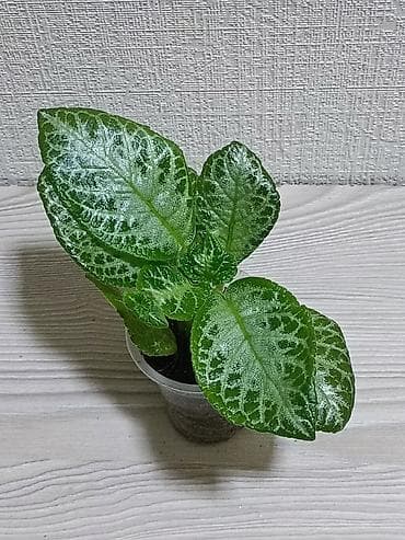 Упаковочные товары: Эписции 10 сортов. Крупные детки, некоторые с бутонами. Цветут — 5