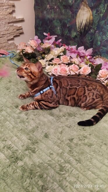 питомник кошек: Красивейший кот 7мес .питомник Бен Гла Мур предлагает .очень игривый — 4