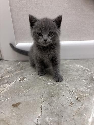 black cat: Британская короткошёрстная, 1 месяц, Девочка, Голубой, Приучена к лотку — 2