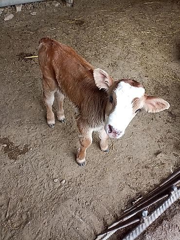 Аквариумы: Продаю | Музоо, торпок | На откорм | Искусственник — 3