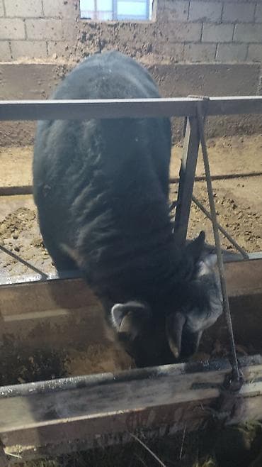 жирные быки: Продаю | Бык (самец) | На откорм | Привязанные — 8