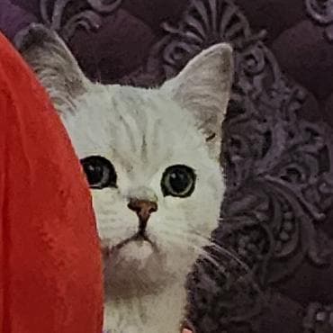 кошка вислоухий: Шотландская котёнок серебристого окраса (шиншилла/серебро) - Порода — 1