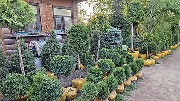 вечный спичка: Газонные семена и почвосмеси для газона - Марки: Green Field — 4