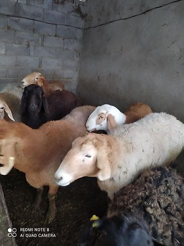 зеленый пиджак: Женский костюм из трикотажа, цвет хаки. Комплект состоит из: - — 2