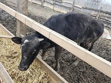 корова швиц алатоо: Продаю | Бык (самец) | Полукровка | На откорм, На забой, Для разведения — 6