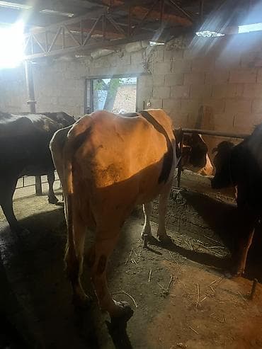 животные карова: Продаю | Корова (самка) | Голштин | Для молока | Племенные — 7