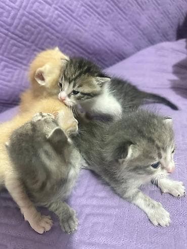 отдам даром котята: Котята-домашние малыши - Возраст: новорождённые, ещё молочного — 1