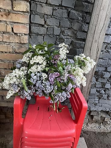 даром цветы: Сирень — 5