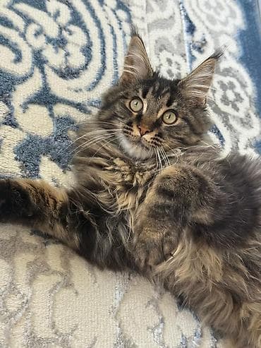 отдам котенка даром: Мейн-кун, 4 месяца, Мальчик, Приучена к лотку — 2